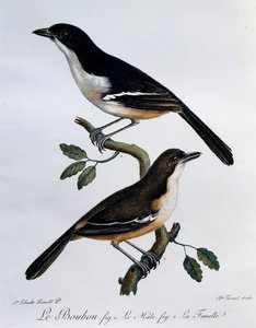 南部ブーブー（Laniarius ferrugineus）の雌雄、「Histoire Naturelle des Oiseaux d