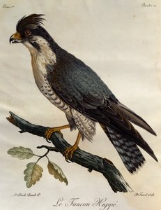 ペレグリン・ファルコン（Falco peregrinus）、「Histoire Naturelle des Oiseaux d