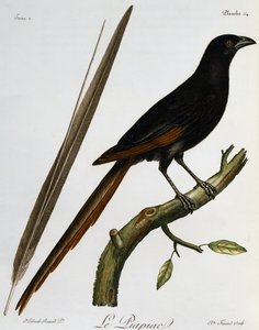 ピアピア（Ptilostomus afer）、『Histoire Naturelle des Oiseaux d