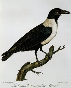 ハシボソガラス（Corvus albus）、『Histoire Naturelle des Oiseaux d