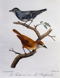 タシェ、下はルーシェ、『アフリークのオイソーの自然誌』からの版画