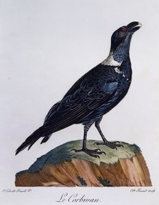 シロハラワタリガラス（Corvus albicollis）、「Histoire Naturelle des Oiseaux d