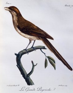 モズ（Corvinella corvina）、『Histoire Naturelle des Oiseaux d