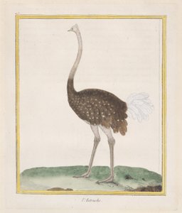 ダチョウ ダチョウ、1770-86。 作： Francois Nicolas Martinet