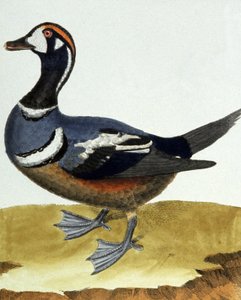 Canard a collier（カナード・ア・コリア）。 作： Francois Nicolas Martinet