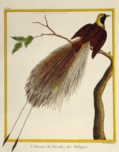 大極楽鳥（Paradisaea apoda）、Histoire naturelle des oiseauxより 作： Francois Nicolas Martinet