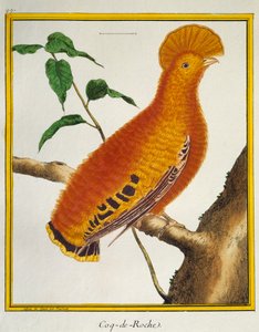 ギアナン・コック・オブ・ザ・ロック（Rupicola rupicola）、Histoire naturelle des oiseauxより 作： Francois Nicolas Martinet