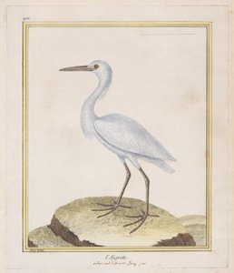 白鷺 白鷺、1770-86。 作： Francois Nicolas Martinet