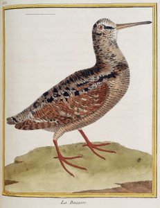 「La becasse」、フランソワ・ニコラ・マルティネ作「鳥の歴史」からの動物学図版 885 作： Francois Nicolas Martinet