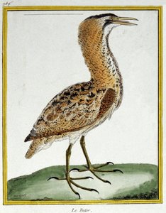 サイエンス。動物学です。にがり。フランソワ・ニコラ・マルティネによる「Histoire naturelle des oiseaux, by Georges Louis Leclerc de Buffon, France, c.1777 (colour engraving)」の中の版画。 作： Francois Nicolas Martinet