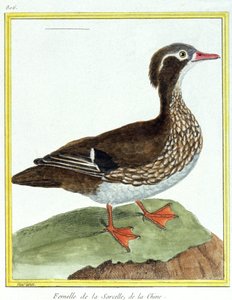 サイエンス動物学。チャイニーズ・ティールフランソワ・ニコラ・マルティネの版画。ジョルジュ・ルイ・ルクレール・ド・ビュフォン著『Histoire naturelle des oiseaux』、フランス、1777年頃（カラー印刷