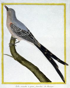 サイエンス動物学。メキシコのヒタキ。フランソワ・ニコラ・マルティネの版画。Histoire naturelle des oiseaux, Georges Louis Leclerc de Buffon, France, c.1777 (colour engraving) 作： Francois Nicolas Martinet