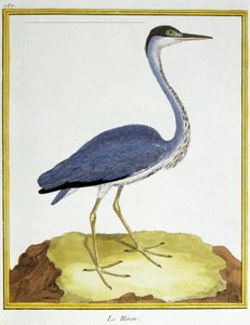サイエンス。動物学です。ヘロン。フランソワ・ニコラ・マルティネによる「Histoire naturelle des oiseaux, by Georges Louis Leclerc de Buffon, France, c.1777 (colour engraving)」の中の版画。