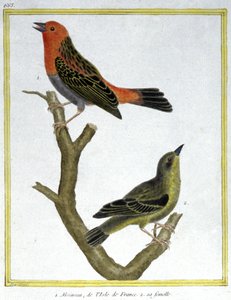サイエンス動物学。イル・ド・フランスの家雀。フランソワ・ニコラ・マルティネの版画。Histoire naturelle des oiseaux, by Georges Louis Leclerc de Buffon, France, c.1777 (colour engraving)