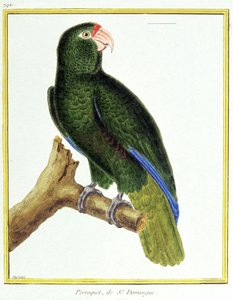 サイエンス動物学。サント・ドミンゴのオウム。フランソワ・ニコラ・マルティネの版画。ジョルジュ・ルイ・ルクレール・ド・ビュフォン著『Histoire naturelle des oiseaux』、フランス、1777年頃（カラー印刷 作： Francois Nicolas Martinet