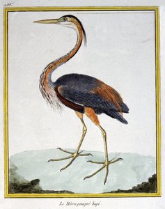 サイエンス。動物学です。ムラサキサギ。フランソワ・ニコラ・マルティネによる「Histoire naturelle des oiseaux, by Georges Louis Leclerc de Buffon, France, c.1777 (colour engraving)」の中の版画。