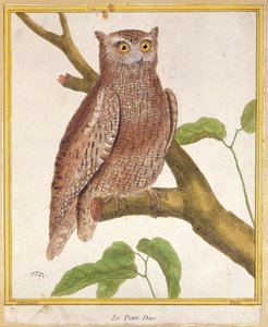 スコップスフクロウ、ジョルジュドブッフォン（1707-88）の「歴史的自然のオワゾー」から1777年に出版 作： Francois Nicolas Martinet