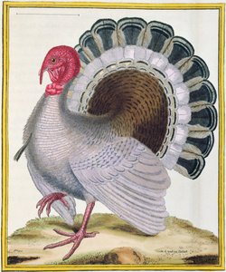 トルコ、ジョルジュ・ド・ブフォン（1707-88）による「ヒストワールナチュレルデオワゾー」から1777年に出版