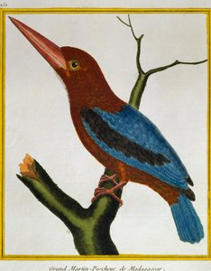 シロハタカワセミ（Halcyon smyrnensis）、Histoire naturelle des oiseauxより 作： Francois Nicolas Martinet