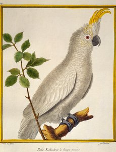 イエロー・クレスティド・コカトゥー（Cacatua sulphurea）、Histoire naturelle des oiseauxより 作： Francois Nicolas Martinet