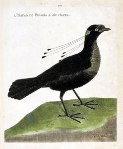 動物学委員会（鳥類学）：極楽鳥は6つの網を持っている（wahnes paradise or wahnesi patoria）。フランソワ・ニコラ・マルティネ（1731-1800）の『外観と感性で描かれた鳥類の歴史』の挿絵。個人蔵。 作： Francois Nicolas Martinet
