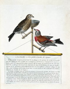動物園ボード（鳥類学）：上から下へ。止まり木に止まったリノッテ（melodious linotte）とつるの小リノッテ（carduelis cannabina）。フランソワ作「登場と感性の面で描かれた鳥類の歴史」の挿絵