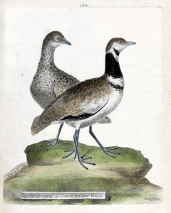 動物園ボード（鳥類学）：手前：小型のノスリまたは小型の雄ノスリ、奥：小型の雌ノスリ（canepetiere bustard or tetrax tetrax）。フランソワ・ニコラ・マル著「姿と感性で描かれた鳥類の歴史」の挿絵 作： Francois Nicolas Martinet