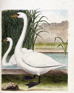 動物園ボード（鳥類学）：手前：白鳥、奥：そのメス（チューバー白鳥またはcygnus olor）。フランソワ・ニコラ・マルティネ（1731-1800）の「外観と感覚的な面で描かれた鳥類の歴史」の挿絵。個人蔵。 作： Francois Nicolas Martinet