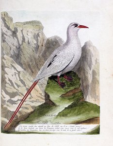 動物学委員会（鳥類学）：テールストロー（ストローテールまたはレッドストランド・フェートンまたはルブリカウダ）。フランソワ・ニコラ・マルティネ(1731-1800)の「外観と感覚的な面で描かれた鳥類の歴史」の挿絵。個人蔵。