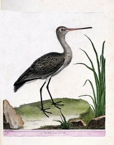 動物学委員会（鳥類学）：バージそのもの（ブラックテール・バージまたはリモサ・リモサ）。フランソワ・ニコラ・マルティネ（1731-1800）の「出現と感受性の面で描かれた鳥類の歴史」の挿絵。個人蔵。