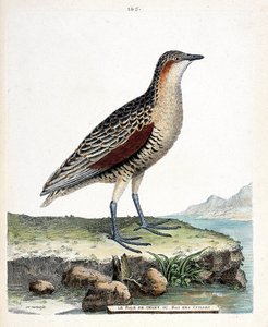 動物学委員会（鳥類学）：ニーラーレまたはウズラ王（crex crex）。フランソワ・ニコラ・マルティネ（1731-1800）の「外観と感覚的な面で描かれた鳥類の歴史」の挿絵。個人蔵。 作： Francois Nicolas Martinet