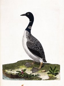 動物園板（鳥類学）：大斑点潜水（イムストランド潜水またはガビア・イマー）。フランソワ・ニコラ・マルティネ（1731-1800）の「出現と感受性の面で描かれた鳥類の歴史」の挿絵。個人蔵。 作： Francois Nicolas Martinet