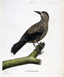 動物園ボード（鳥類学）：枝についたクルミ割り人形（ハエの実、ヌシフラガ・カリオカッタク）。フランソワ・ニコラ・マルティネ（1731-1800）の「出現と感性の面で描かれた鳥類の歴史」の挿絵。個人蔵。 作： Francois Nicolas Martinet