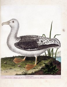 Zoological chart（鳥類学）。Albatros (Howler albatros or diomedea exulans).フランソワ・ニコラ・マルティネ（1731-1800）の『外観と感覚で描かれた鳥類の歴史』の挿絵。個人蔵。 作： Francois Nicolas Martinet
