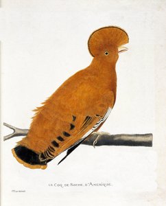 動物学的チャート（鳥類学）。枝の上のアメリカン・ロック・ルースター（オレンジ・ルースターまたはルピコラ・ルピコラ 作： Francois Nicolas Martinet