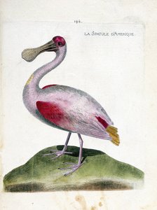 動物学的チャート（鳥類学）。アメリカのヘラ（ピンクのヘラまたはplatalea ajaja）。フランソワ・ニコラ・マルティネ（1731-1800）の「外観と感覚で描かれた鳥類の歴史」の図版。個人蔵。 作： Francois Nicolas Martinet