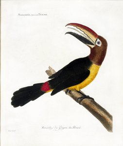 動物学的なチャート（鳥類学）。アラカリス、バルグリーオオハシ（緑のアラカリスまたはプテログロス・ビリディス 作： Francois Nicolas Martinet