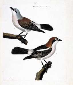 動物図鑑（鳥類学）。下：上の枝にいる赤毛のグリコ（lanius senator）とそのメス（grieche ecorcheur or lanius collurio）の様子