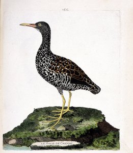 動物学的チャート（鳥類学）。Caienne