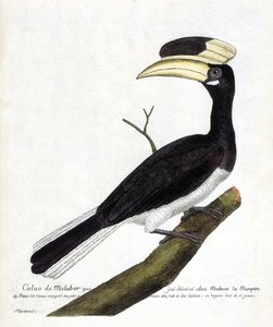 動物学的チャート（鳥類学）。Calao de Malabar (Anthracoceros coronatus) on a branch.フランソワ・ニコラ・マルティネ(1731-1800)の『外観と感覚で描かれた鳥類の歴史』の挿絵。個人蔵。 作： Francois Nicolas Martinet