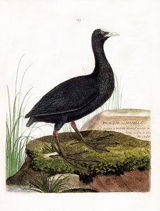 動物学的チャート（鳥類学）。Coot or Moselle（Macroule cot or fulica atra）。フランソワ・ニコラ・マルティネ（1731-1800）の「外観と感覚で描かれた鳥類の歴史」の図版。個人蔵。 作： Francois Nicolas Martinet