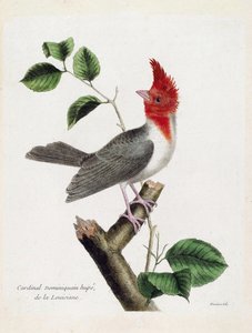 動物学的チャート（鳥類学）。枝にとまったドミニカ共和国のカージナル・ヒューペ（parare huppe or paroaria coronata）。フランソワ・ニコラ・マルティネ（1731-1800）の「外観と感覚で描かれた鳥類の歴史」の図版。個人蔵