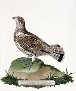 動物学的チャート（鳥類学）。ジェリノットの雌。フランソワ・ニコラ・マルティネ（1731-1800）の「外観と感覚的な面で描かれた鳥類の歴史」の挿絵。個人蔵。 作： Francois Nicolas Martinet