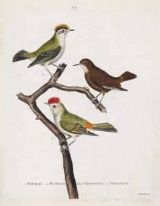 動物学的チャート（鳥類学）。上から順に、枝に乗ったロイトレット（三重の包帯、regulus ignicapilla）、トロトロ（かわいいトロトロ、troglodyte）、ホッテントットのロイトレット（ルビーの冠）。Theiで描かれた鳥類の歴史」のイラスト 作： Francois Nicolas Martinet