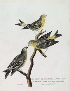 動物学的チャート（鳥類学）。上から順に、枝に乗ったセラン・デュ・ルシヨン（selin Ciniまたはselinus serinus）、プロヴァンスのセラン（venturon montagnardまたはselinus citrinella）、その他のセラン・デュ・プロヴァンス。図版は「鳥類の歴史」の中にあります。 作： Francois Nicolas Martinet