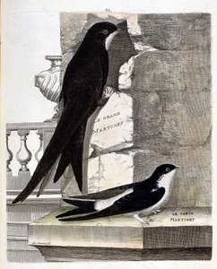 動物学的なチャート（鳥類学）。大スウィフト（黒スウィフト、apus apus）と小スウィフト（窓燕、Urbica Delichon）。フランソワ・ニコラ・マルティネ（1731-1800）の『外観と感覚で描かれた鳥類の歴史』に掲載された図版。