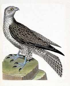 動物学的チャート（鳥類学）。アイスランドのゲルフォール（ゲルフォールのハヤブサまたはfalco rusticolus）。フランソワ・ニコラ・マルティネ（1731-1800）の「外観と感覚的な面で描かれた鳥類の歴史」の図版。個人蔵。 作： Francois Nicolas Martinet