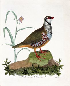 動物学的チャート（鳥類学）。La partridge rouge de France, male (red partridge or alectoris rufa).フランソワ・ニコラ・マルティネ（1731-1800）の『外観と感覚で描かれた鳥類の歴史』の挿絵。個人蔵。 作： Francois Nicolas Martinet