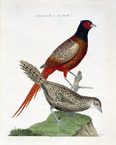 動物園図（鳥類学）。オスのキジとメスのキジ（Phasianus colchicus）。フランソワ・ニコラ・マルティネ（1731-1800）の『外観と感覚で描かれた鳥類の歴史』の挿絵。個人蔵。 作： Francois Nicolas Martinet