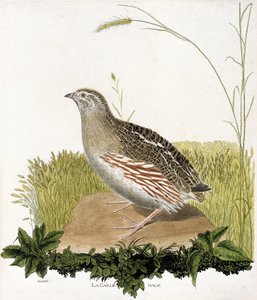 動物学的チャート（鳥類学）。雄のウズラ（ble quail or coturnix coturnix）。フランソワ・ニコラ・マルティネ（1731-1800）の『外観と感覚で描かれた鳥類の歴史』の挿絵。個人蔵。 作： Francois Nicolas Martinet